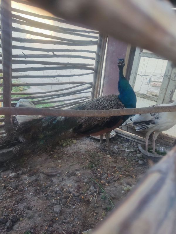 Erkak tovus sotiladi sirochna Erkak tovus sotiladi sirochna