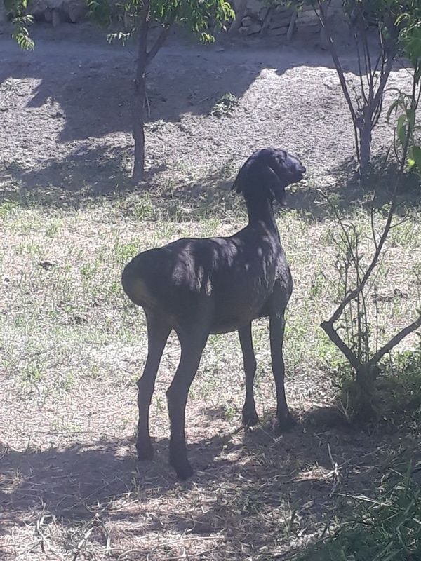 Qazoqi bara soriladi Qazoqi bara soriladi