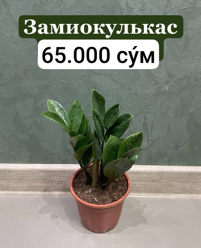 Замиокулькас