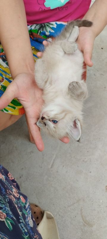 Котята онь красивые Котята онь красивые