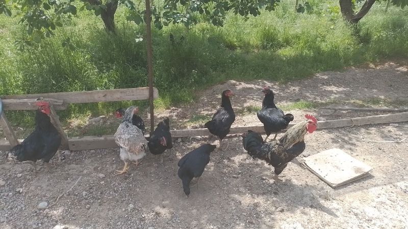 Damashni qora tovuqlar Damashni qora tovuqlar