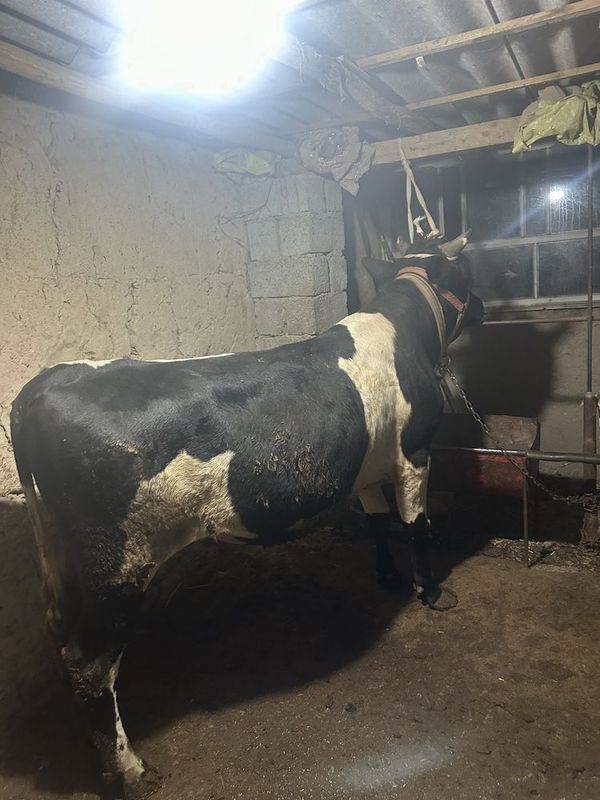 Shimkent paroda buqa sotiladi 3 oydan beri yemda Shimkent paroda buqa sotiladi 3 oydan beri yemda