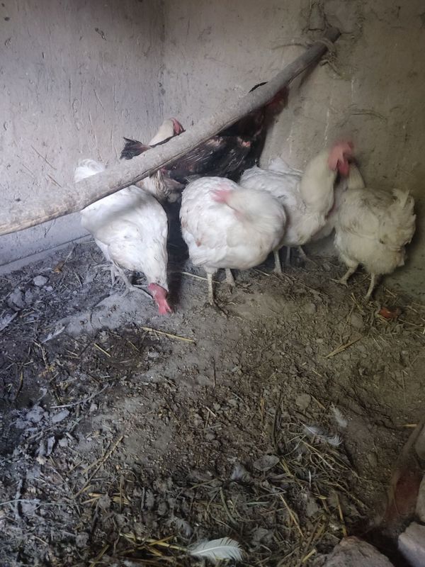 Oq tovuqlar sotiladi Oq tovuqlar sotiladi