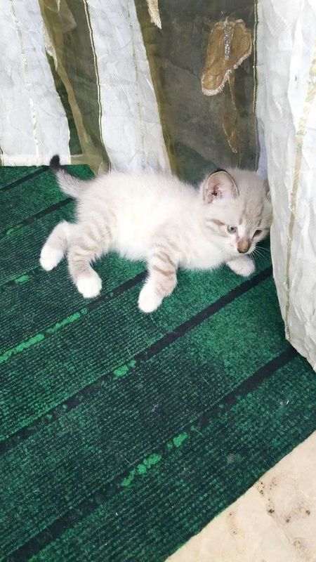 Продается сиамский котенок Продается сиамский котенок