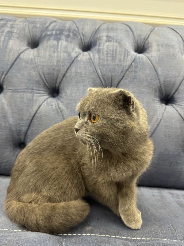 Шотландский вислоухий кот на продажу Шотландский вислоухий кот на продажу