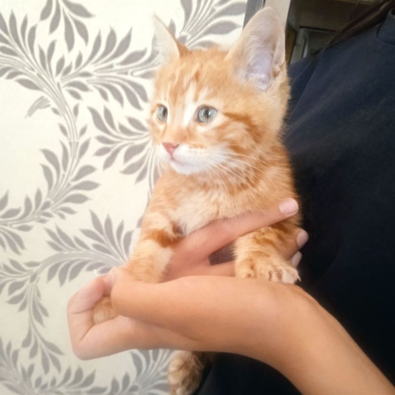 Отдам катенка даром домашний Отдам катенка даром домашний