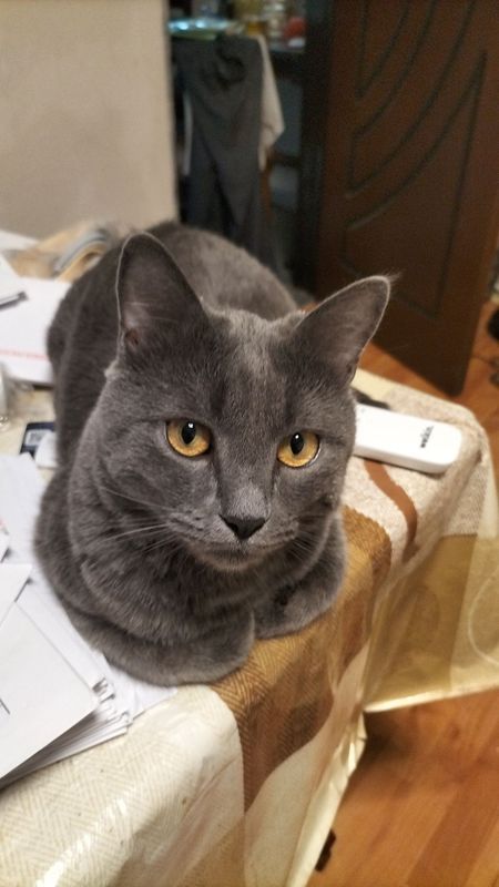 Домашние кошечки Домашние кошечки