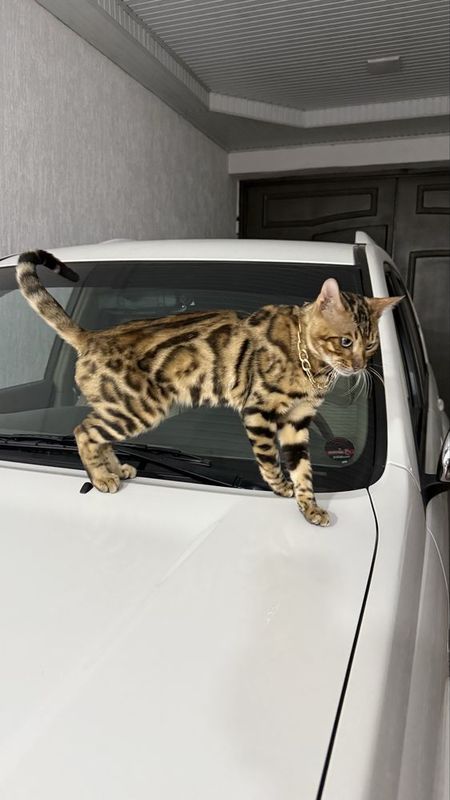Mushuk bengalskiy