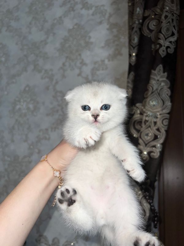 Mushuk Mushuk