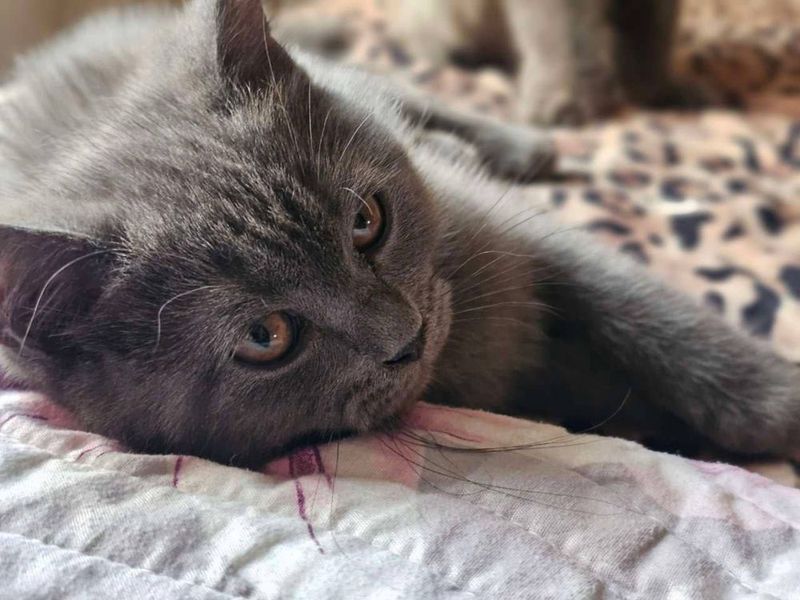 Британский скотиш страйт