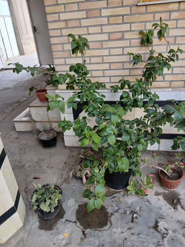 Продаются комнатные и офисные цветы ... Продаются комнатные и офисные цветы ...