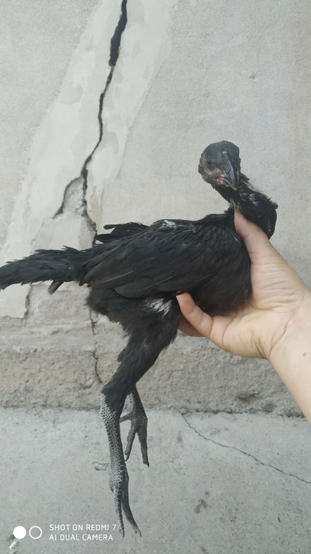 Dakan jojala sotlad Dakan jojala sotlad