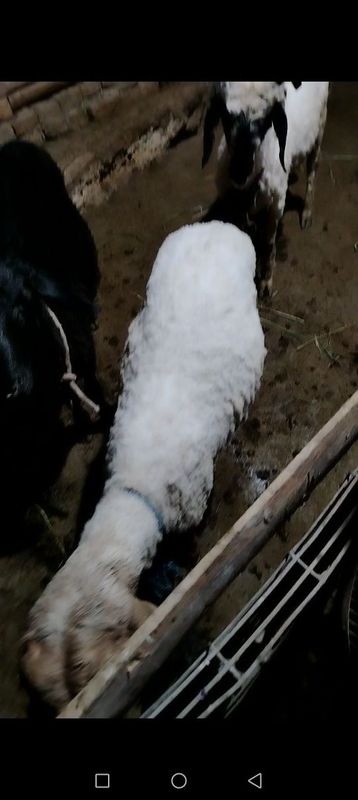 Egiz qo'chqor barralar sotiladi Egiz qo'chqor barralar sotiladi