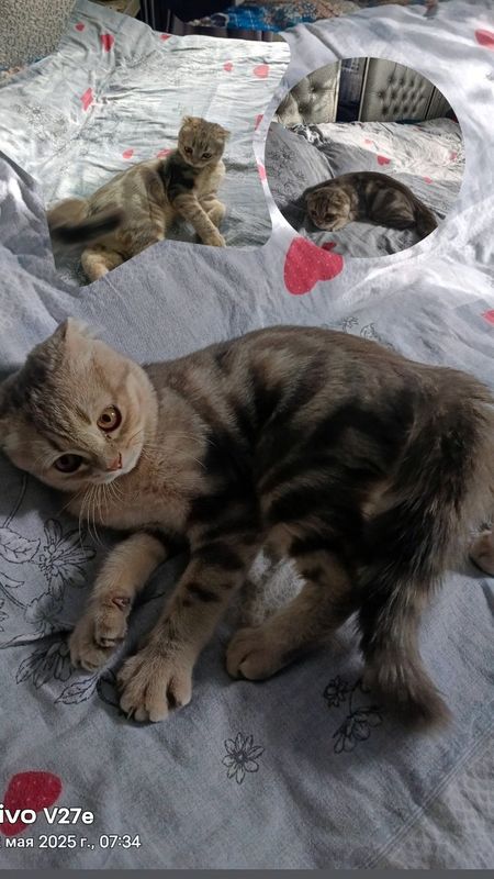 Скоттиш фолд табби Скоттиш фолд табби