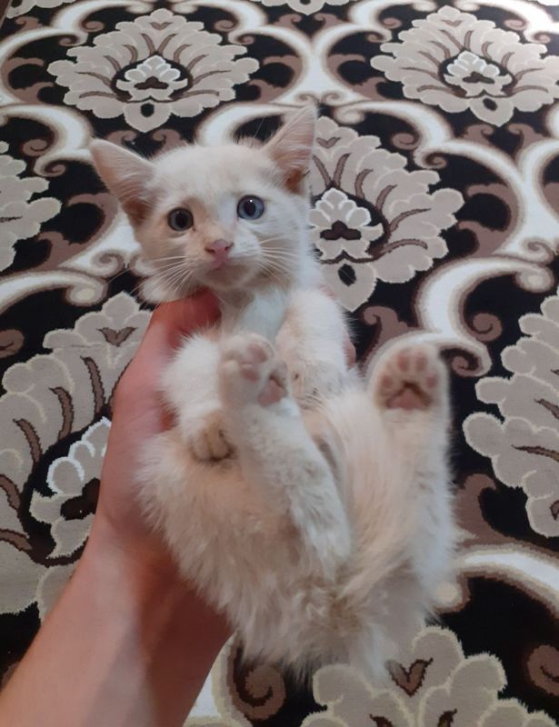Продаётся белый котёнок, срочно.