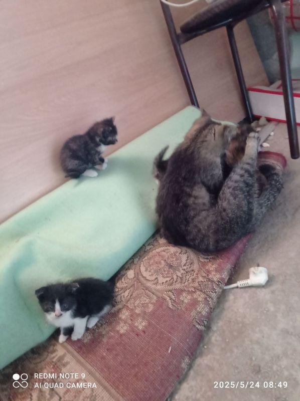 Раздаю котятам мушукчпларни бераман Раздаю котятам мушукчпларни бераман