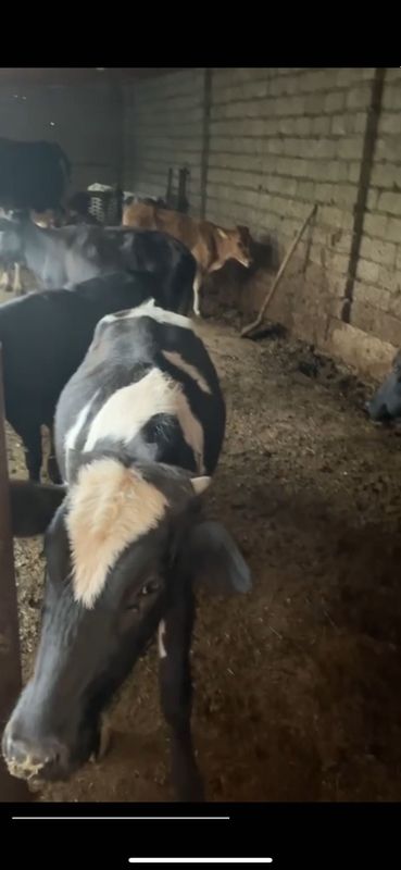 Продаются быки живой вес Продаются быки живой вес