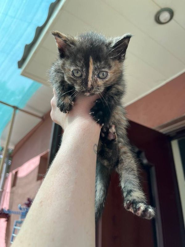 Бесплатно котята в добрые руки Бесплатно котята в добрые руки