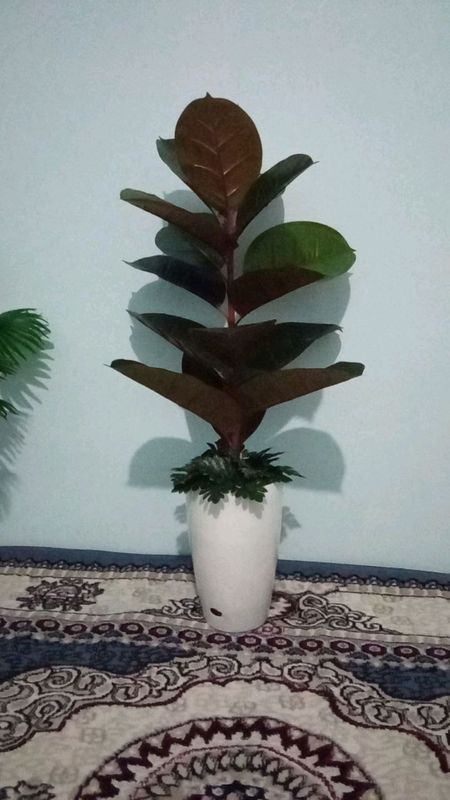 qora shagʻzoda suniy gul