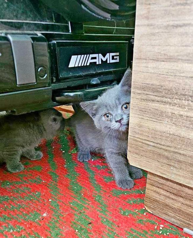 Кошка шотландский Кошка шотландский