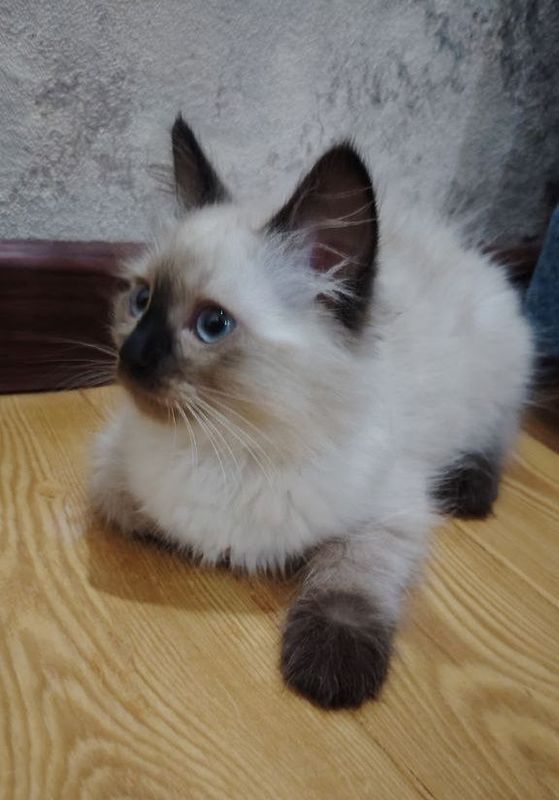 Сиамские красивые умные котята Сиамские красивые умные котята