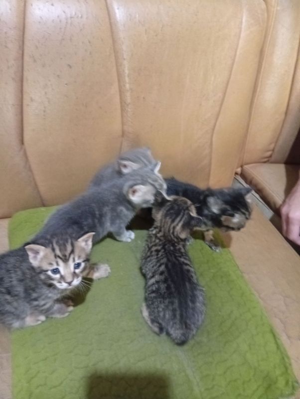 Котята Котята