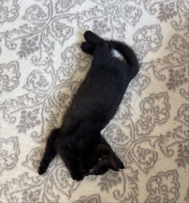Котята Котята