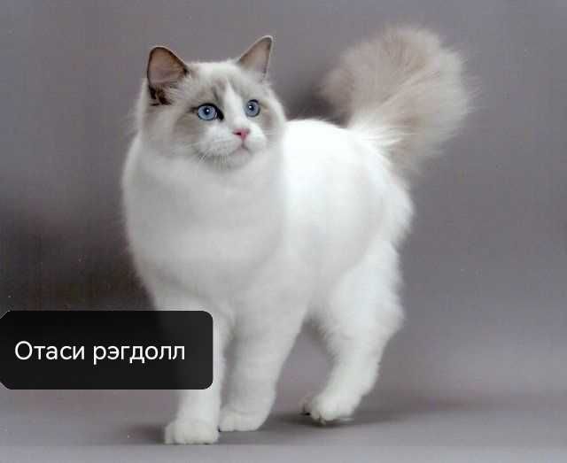Ragdoll-Chinchilla Hybrid 6 ойлик мушукчалари Ragdoll-Chinchilla Hybrid 6 ойлик мушукчалари