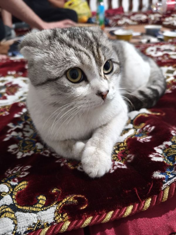 Mushuk sotiladi aqlli mushu Mushuk sotiladi aqlli mushu