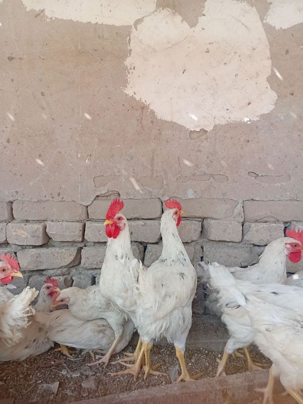 Xo'roz 4 oylik tirik vazni 1 kg Dan kelyapti