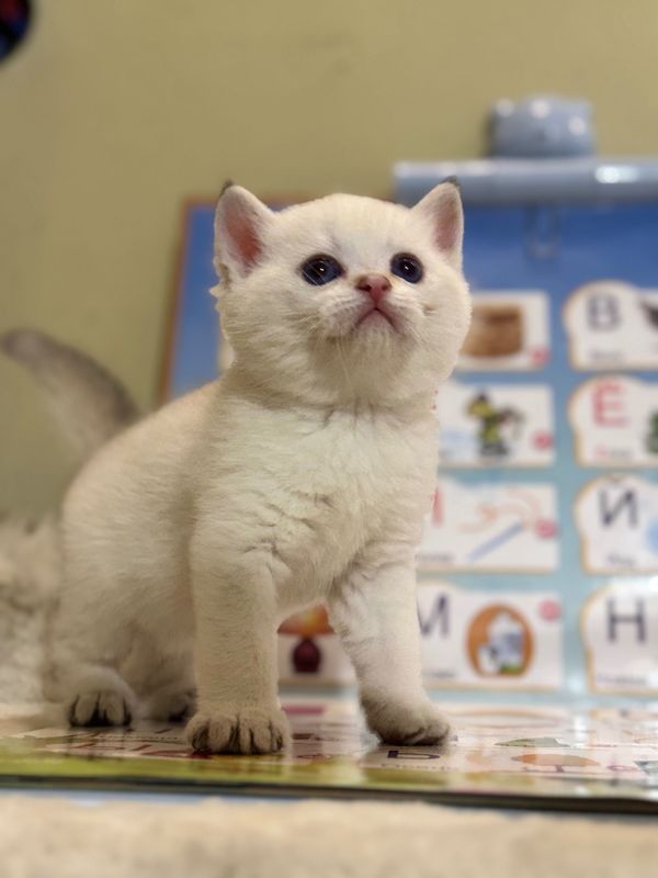 Срочно продаются котята Шиншила Срочно продаются котята Шиншила