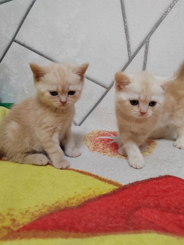 Скоттиш Страйд девочки!