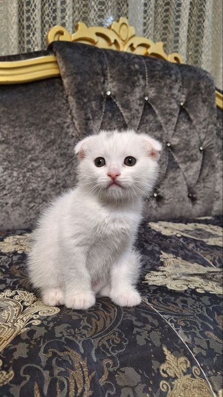 Котята (шотландский вислоухий) Котята (шотландский вислоухий)