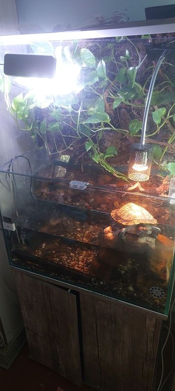 Terarium sotiladi Terarium sotiladi