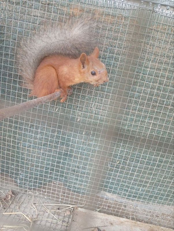 Olmaxon sotiladi Olmaxon sotiladi