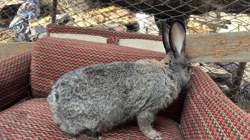 Продаются кролики полувеликаны Куйонлар сотилади Продаются кролики полувеликаны Куйонлар сотилади