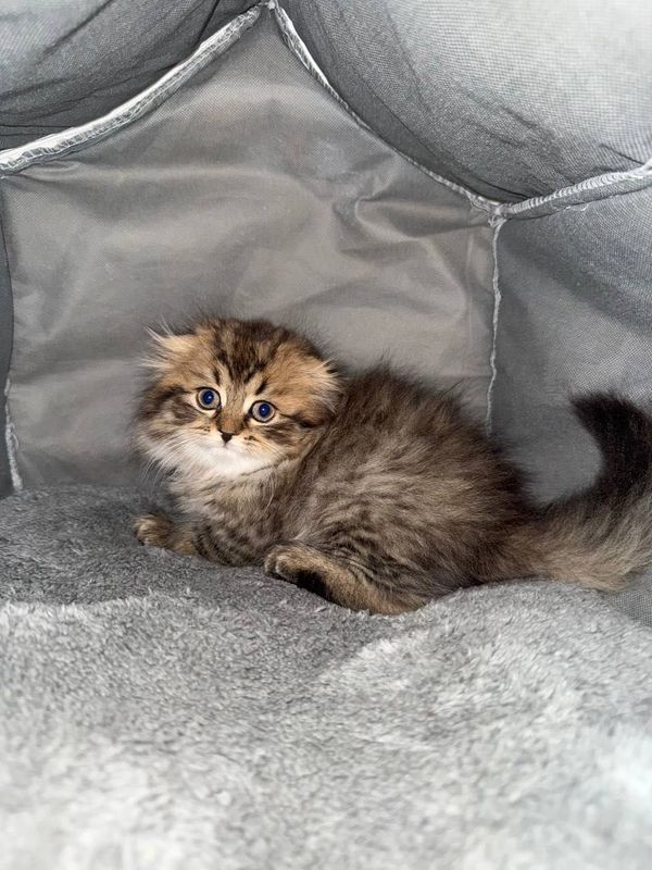 Scottish highland fold тоза пародалик мушукчалар сотилади