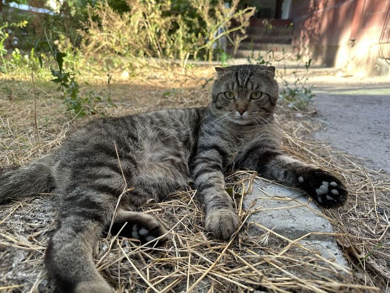 Котик срочно ищет семью Котик срочно ищет семью