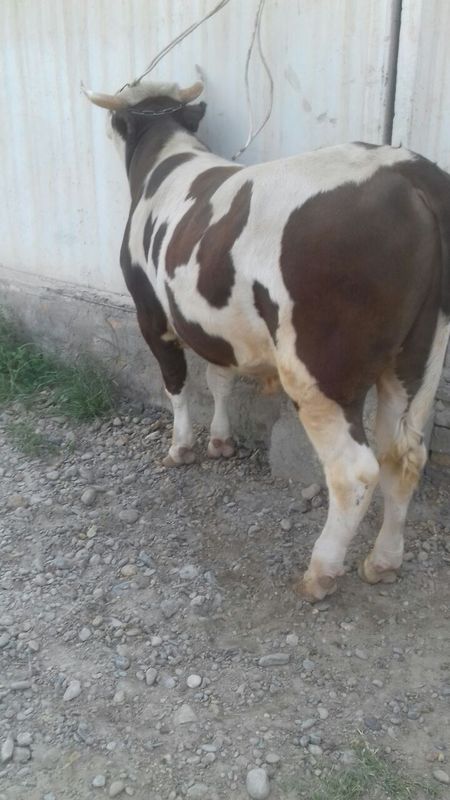 Buqa sotiladi tez va arzon narxlarda Buqa sotiladi tez va arzon narxlarda