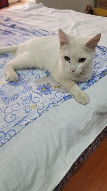 Котёнок белый 3 м Котёнок белый 3 м