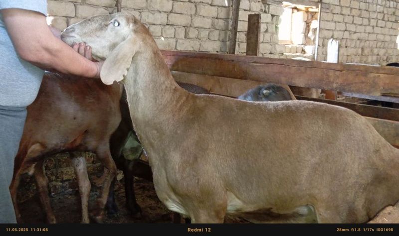 Arashan zotli qôy 11 mlndan. Zot olishga. Arashan zotli qôy 11 mlndan. Zot olishga.
