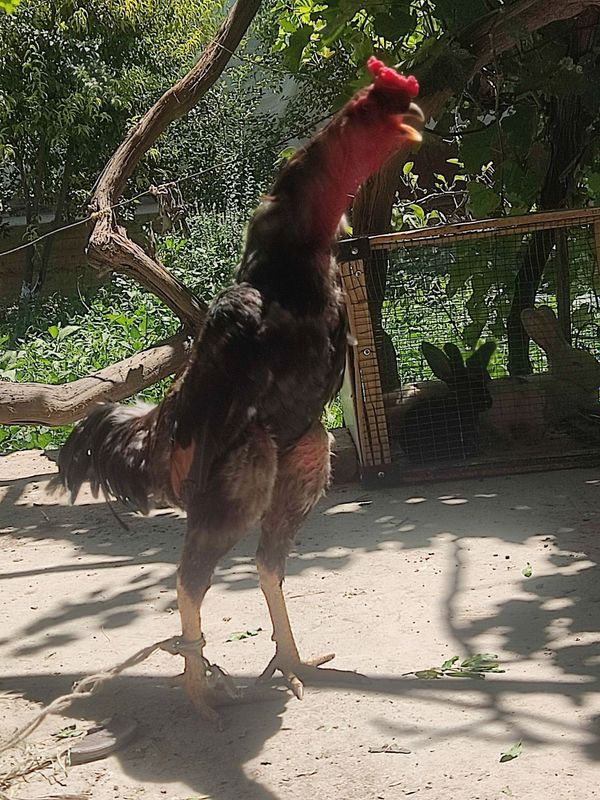 Dakan xoʻrozlar sotiladi Dakan xoʻrozlar sotiladi