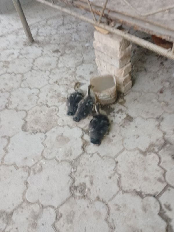 Сотилади индиу́тка жужалари 3дона Сотилади индиу́тка жужалари 3дона