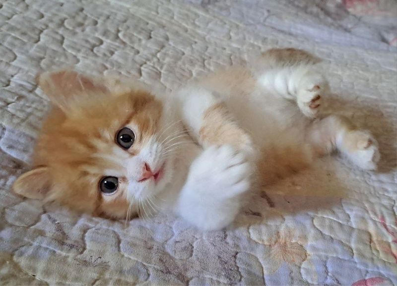 Продается котёнок породы Манчкин — мальчик, 1 месяц Продается котёнок породы Манчкин — мальчик, 1 месяц
