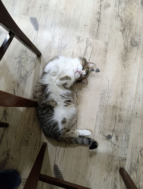 Кот в добрые руки Кот в добрые руки