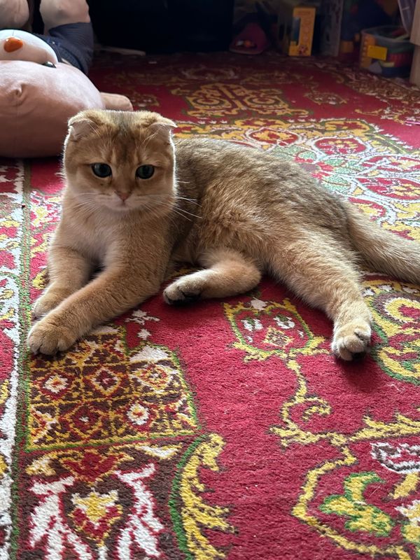 Продается Кошка Скотишфолд голд Продается Кошка Скотишфолд голд