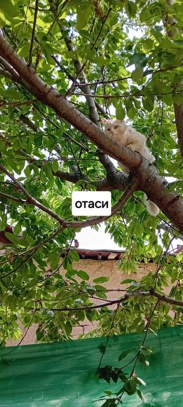 Оппок мушук болалари Оппок мушук болалари