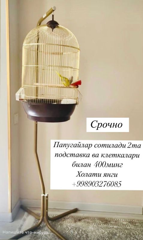 Папугайчики продаются Папугайчики продаются