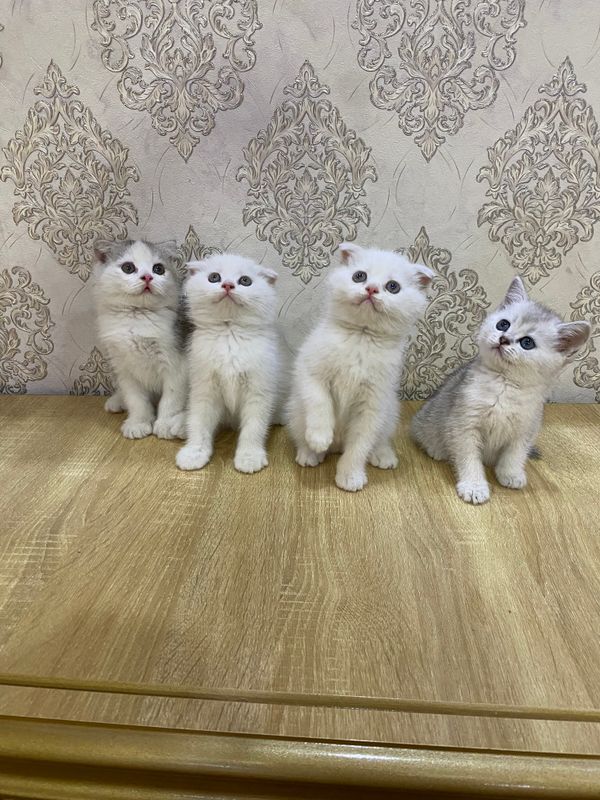 Skottish fold cats Skottish fold cats
