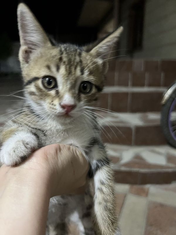 3 котенка домашних! 3 котенка домашних!